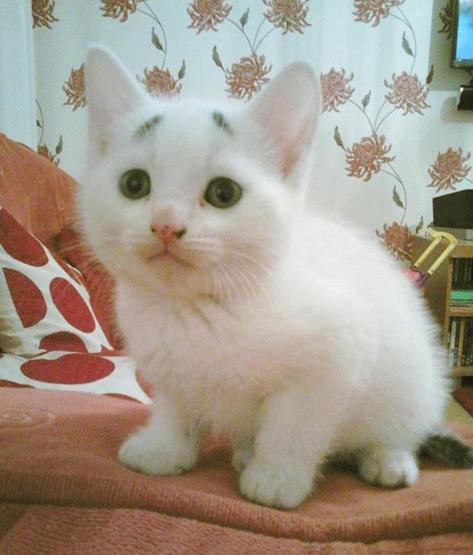 Doğuştan kaşlı