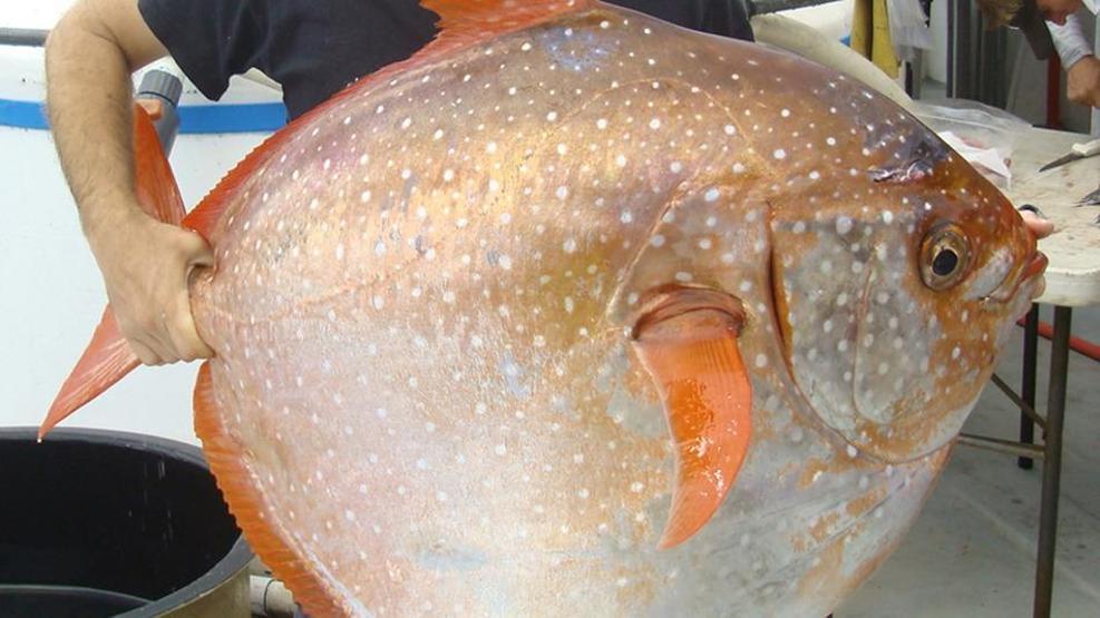 Sıcak kanlı balığın yeni fotoğrafları