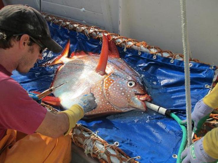 Sıcak kanlı balığın yeni fotoğrafları
