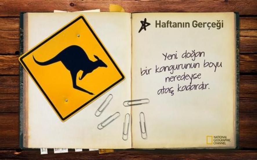 Haftanın ilginç gerçekleri
