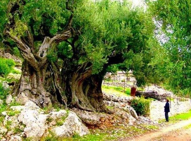 Şaşırtan gerçekler