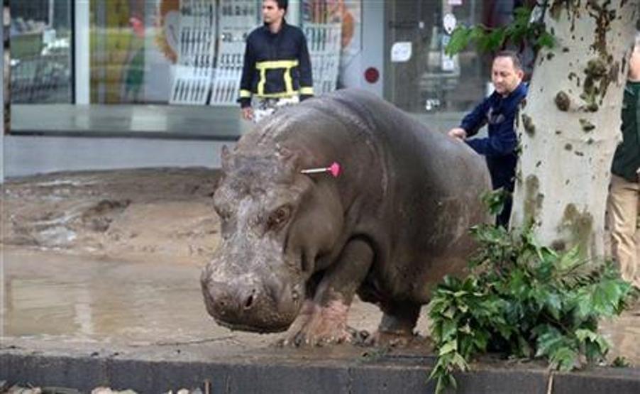 Hayvanat bahçesi zarar görünce vahşi hayvanlar şehre kaçtı