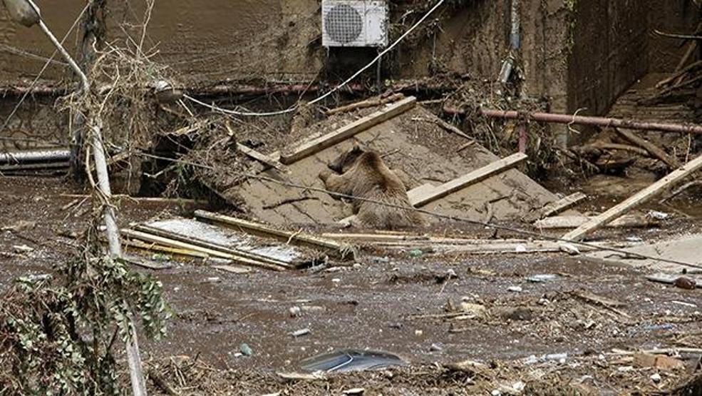 Hayvanat bahçesi zarar görünce vahşi hayvanlar şehre kaçtı