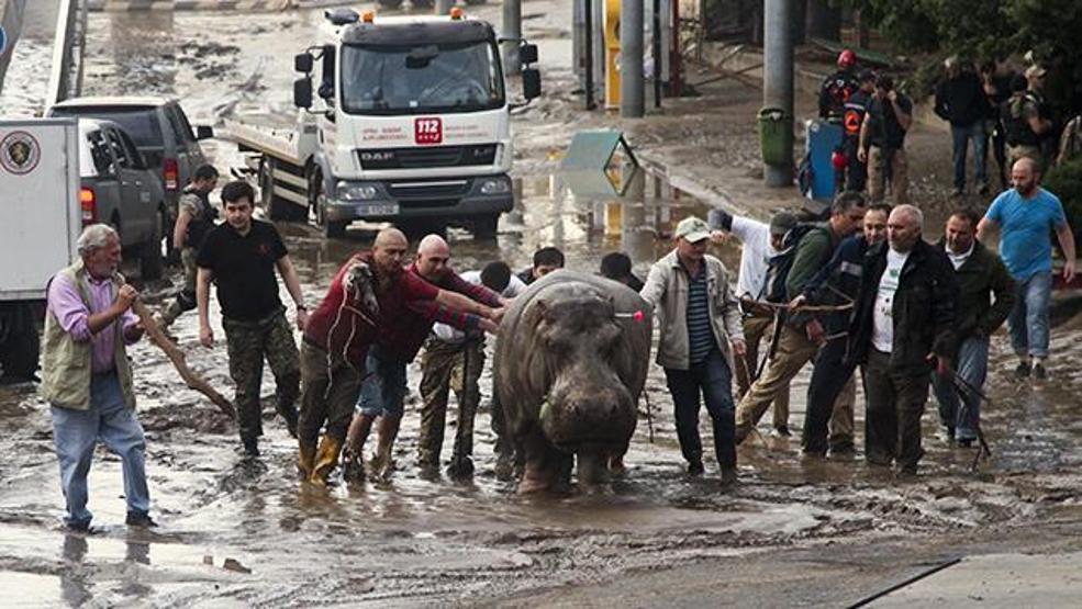 Hayvanat bahçesi zarar görünce vahşi hayvanlar şehre kaçtı