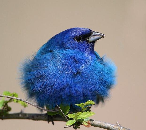 Twitter Voltrona dönüşebilecek mi