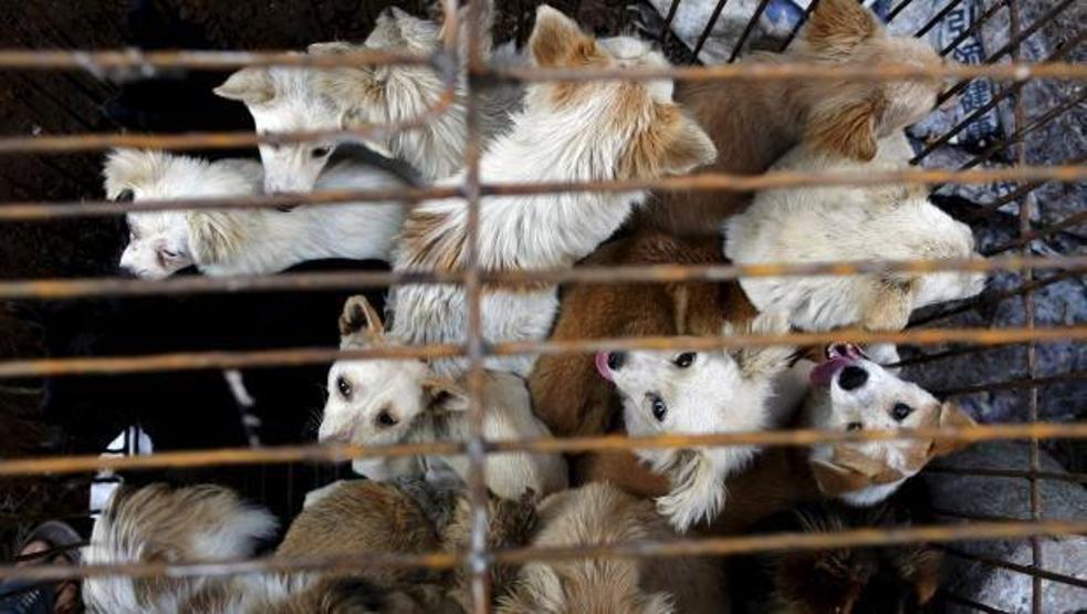 Çinde Köpek eti festivali için 40 bin köpek kesildi