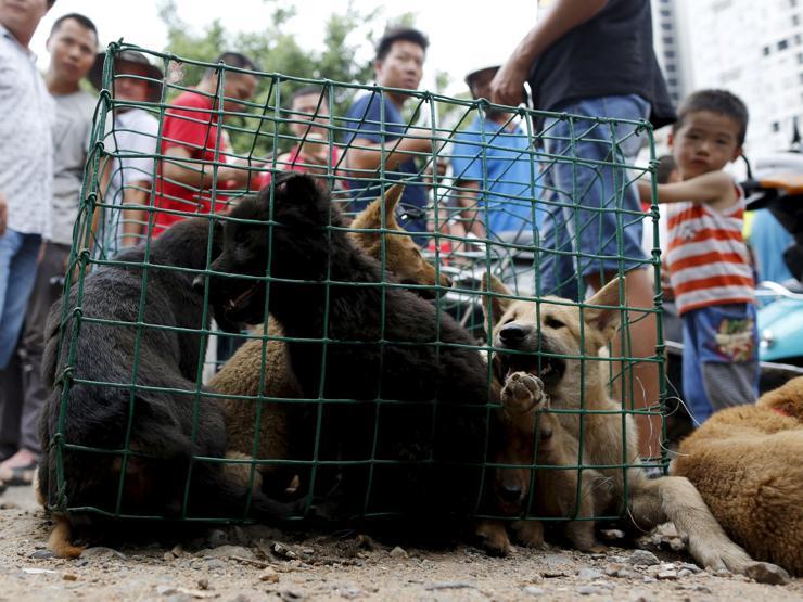 Çinde Köpek eti festivali için 40 bin köpek kesildi