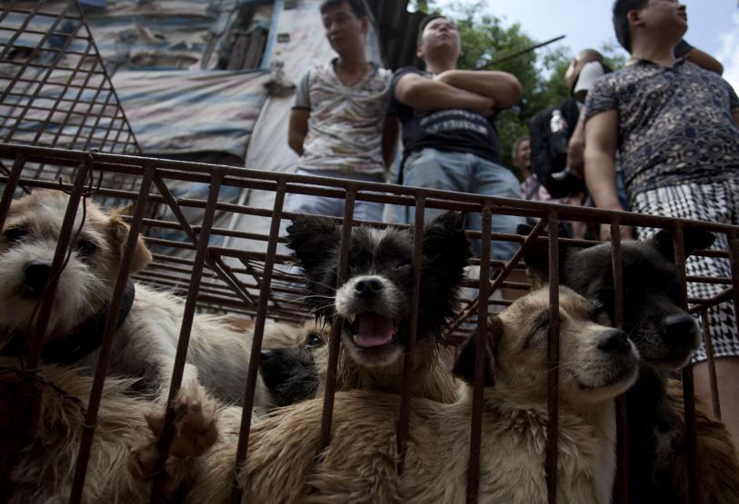 Çinde Köpek eti festivali için 40 bin köpek kesildi