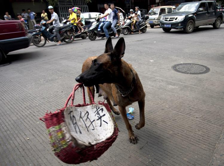 Çinde Köpek eti festivali için 40 bin köpek kesildi
