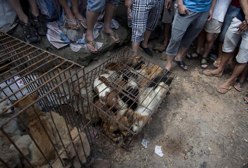 Çinde Köpek eti festivali için 40 bin köpek kesildi