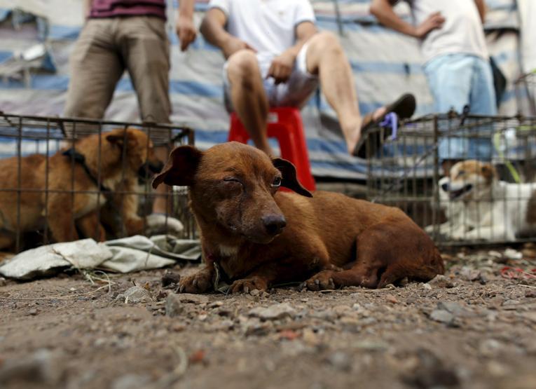 Çinde Köpek eti festivali için 40 bin köpek kesildi