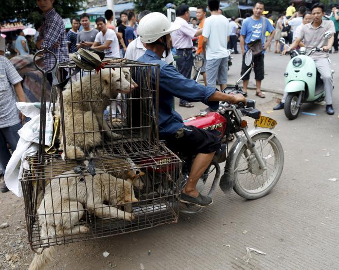 Çinde Köpek eti festivali için 40 bin köpek kesildi
