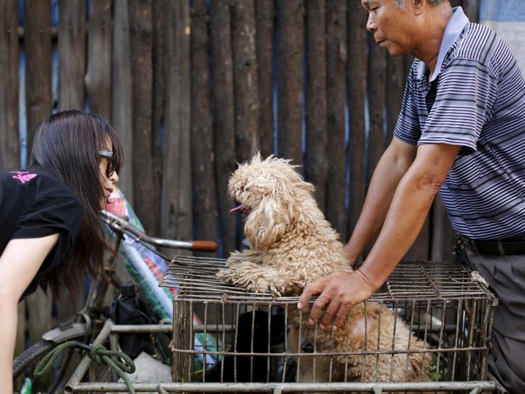 Çinde Köpek eti festivali için 40 bin köpek kesildi