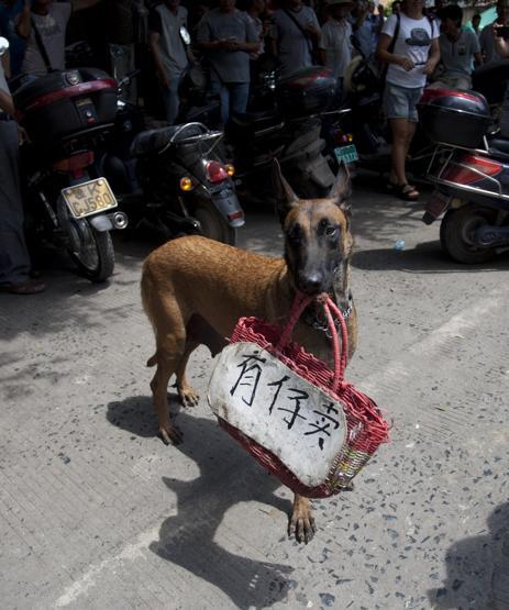Çinde Köpek eti festivali için 40 bin köpek kesildi