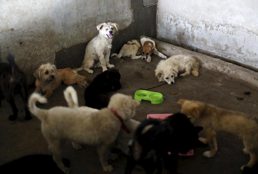 Çinde Köpek eti festivali için 40 bin köpek kesildi