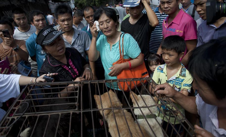 Çinde Köpek eti festivali için 40 bin köpek kesildi