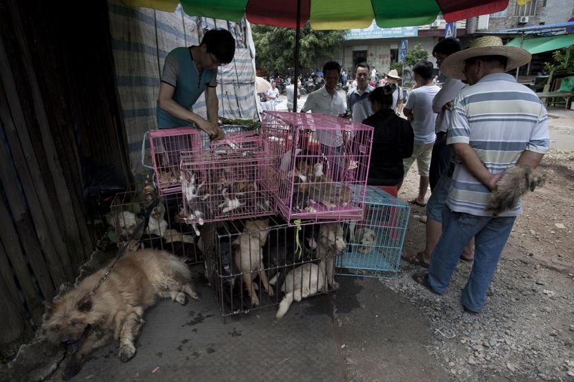 Çinde Köpek eti festivali için 40 bin köpek kesildi