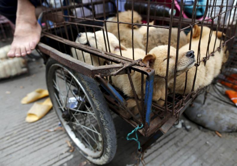 Çinde Köpek eti festivali için 40 bin köpek kesildi