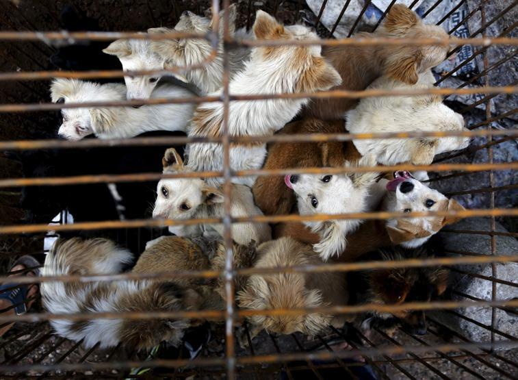 Çinde Köpek eti festivali için 40 bin köpek kesildi
