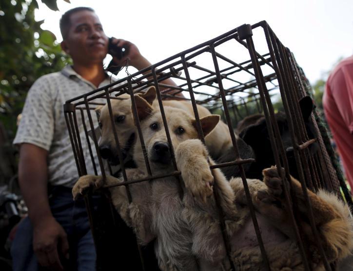 Çinde Köpek eti festivali için 40 bin köpek kesildi