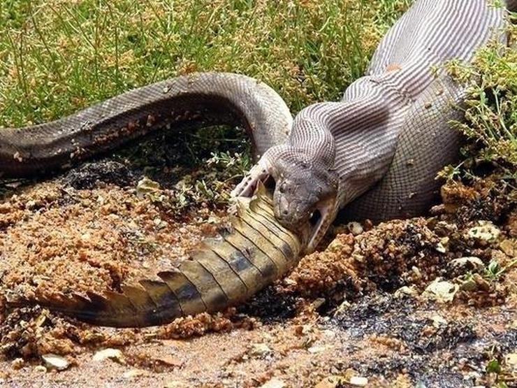 Sadece Avustralyada çekilebilecek 25 fotoğraf
