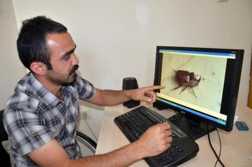 90 bin dolarlık böcek balkondan girdi