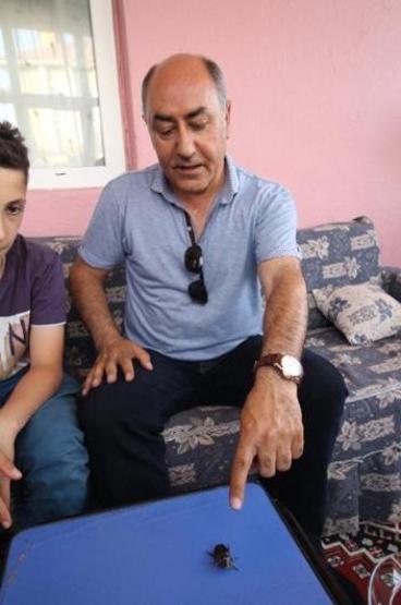 90 bin dolarlık böcek balkondan girdi