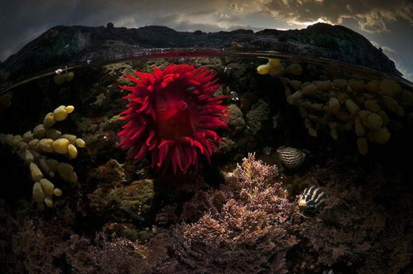 Yarı su altı fotoğrafları