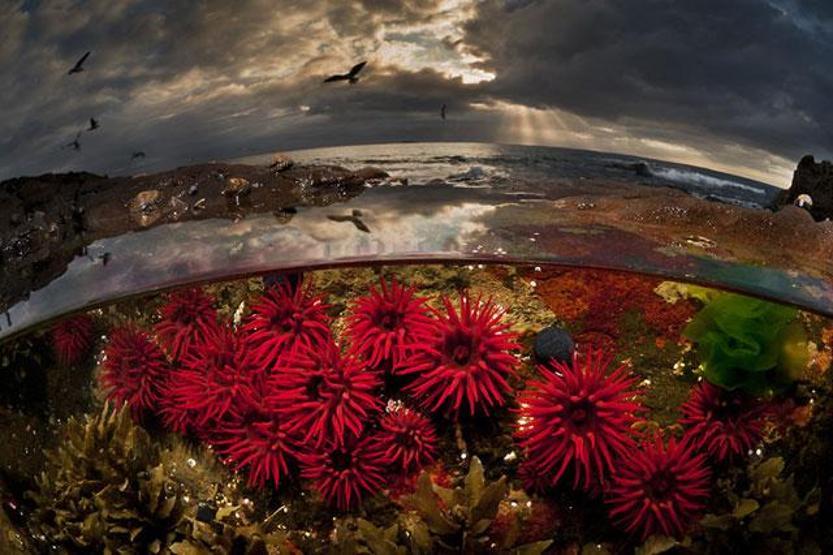 Yarı su altı fotoğrafları