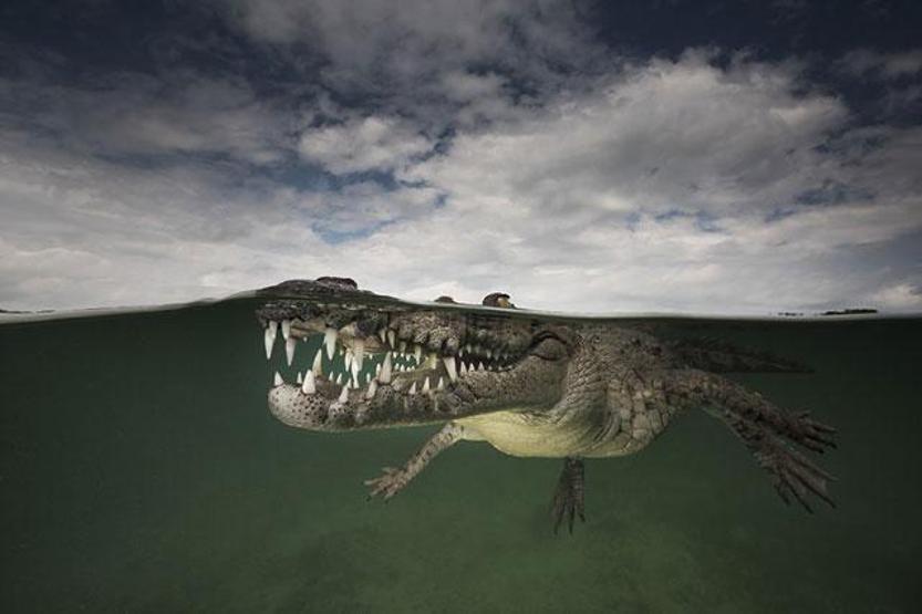 Yarı su altı fotoğrafları