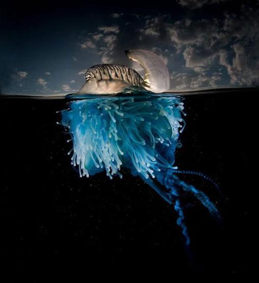 Yarı su altı fotoğrafları