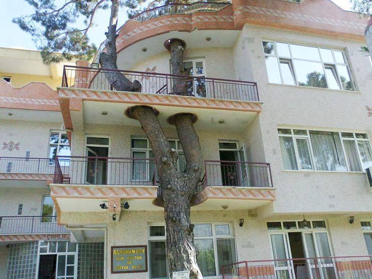 Ağaçları kesmeyi reddeden 22 mimar
