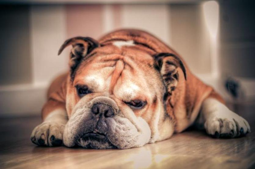 Köpek balıklarının midesinden çıkan tuhaf şeyler