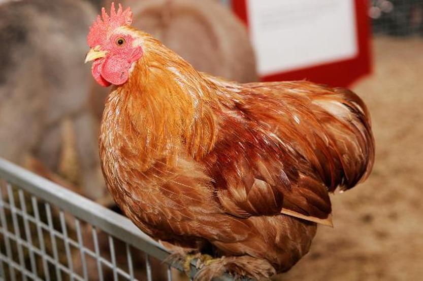Köpek balıklarının midesinden çıkan tuhaf şeyler