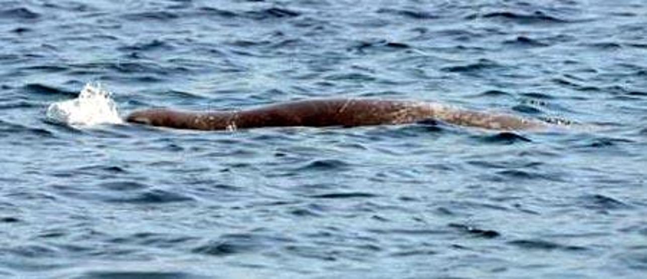 Şezlongu böyle kaptı