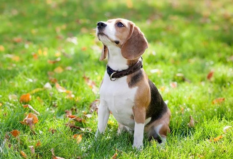 Köpeklerin soyu Orta Asyaya dayanıyor