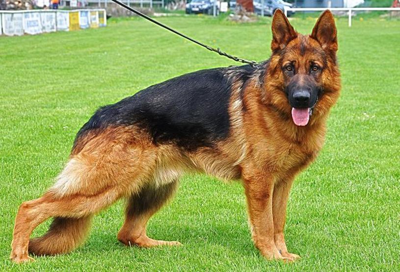 Köpeklerin soyu Orta Asyaya dayanıyor