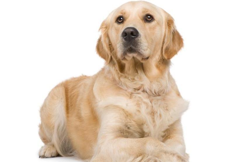 Köpeklerin soyu Orta Asyaya dayanıyor