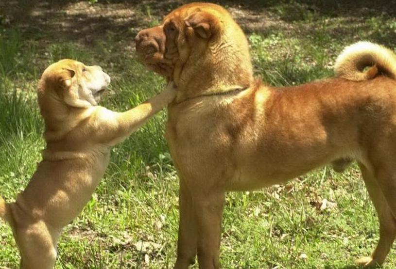 Köpeklerin soyu Orta Asyaya dayanıyor