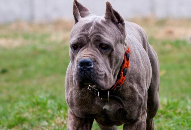 Köpeklerin soyu Orta Asyaya dayanıyor