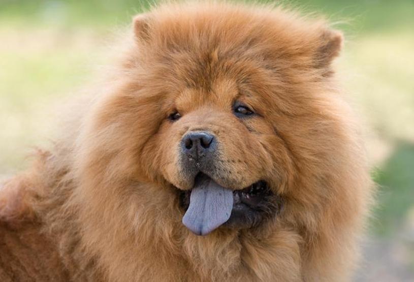 Köpeklerin soyu Orta Asyaya dayanıyor