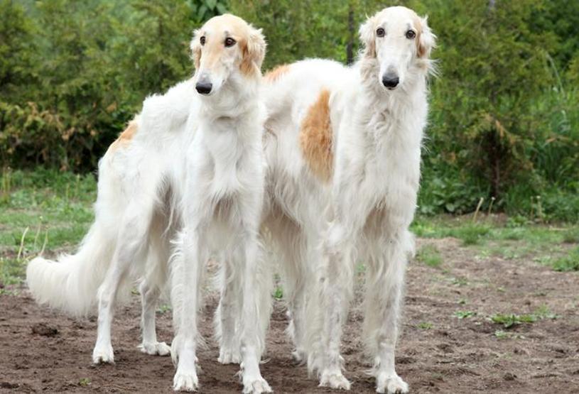 Köpeklerin soyu Orta Asyaya dayanıyor