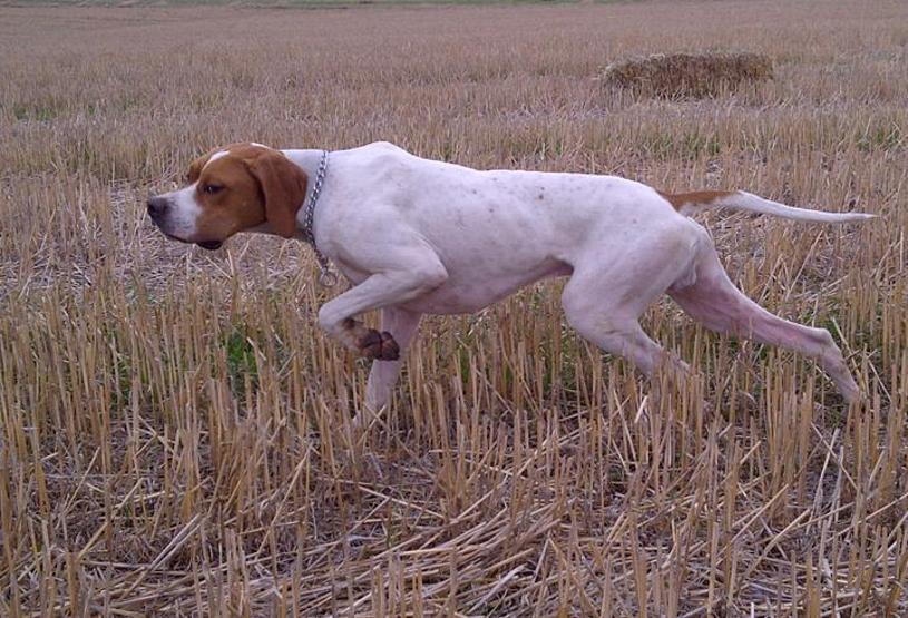 Köpeklerin soyu Orta Asyaya dayanıyor