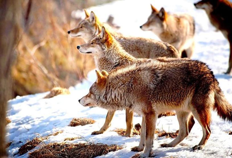 Köpeklerin soyu Orta Asyaya dayanıyor