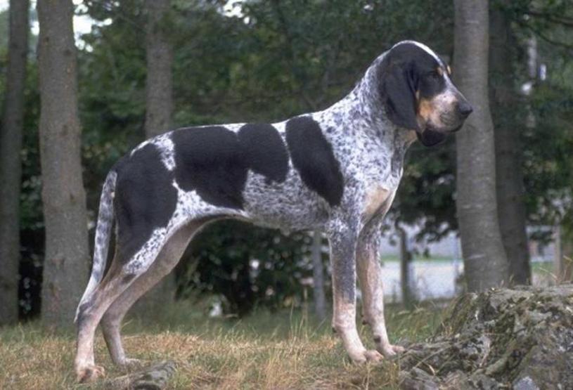Köpeklerin soyu Orta Asyaya dayanıyor