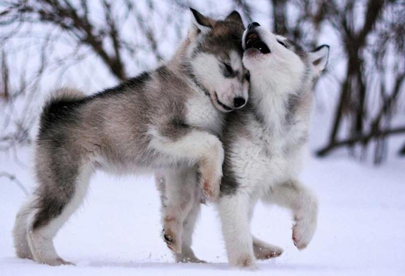 Köpeklerin soyu Orta Asyaya dayanıyor