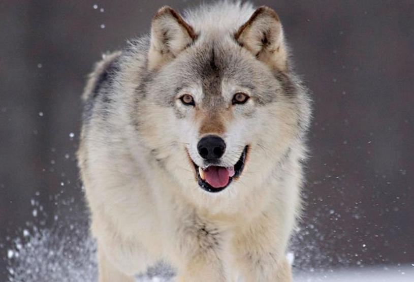 Köpeklerin soyu Orta Asyaya dayanıyor