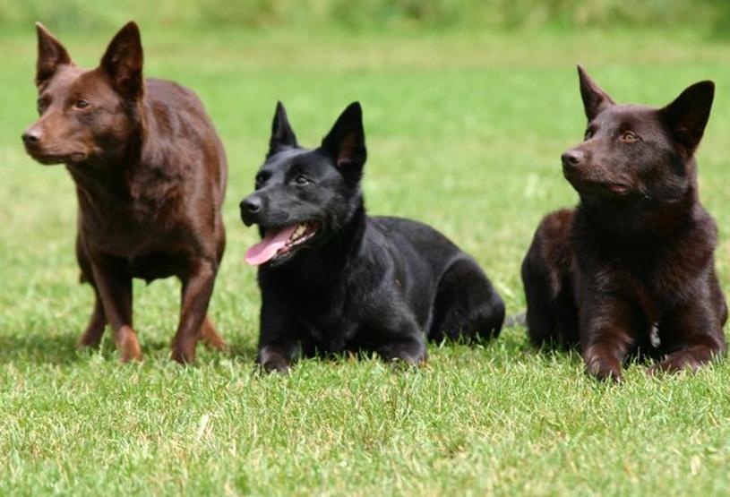 Köpeklerin soyu Orta Asyaya dayanıyor