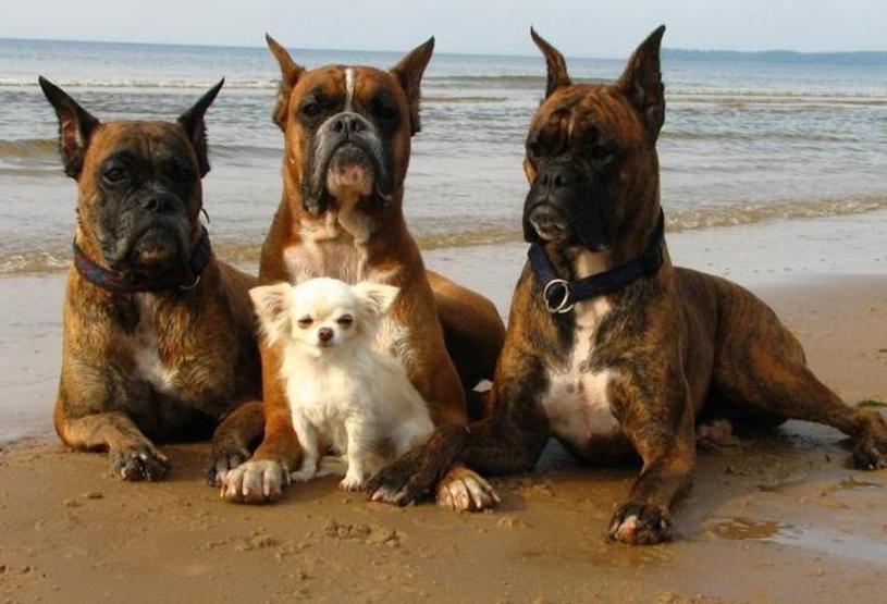 Köpeklerin soyu Orta Asyaya dayanıyor