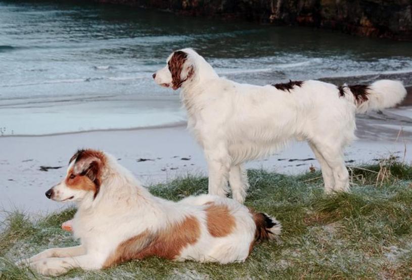 Köpeklerin soyu Orta Asyaya dayanıyor